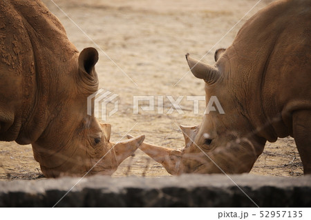 ソウル大公園 サイ 動物 二匹の写真素材 - PIXTA