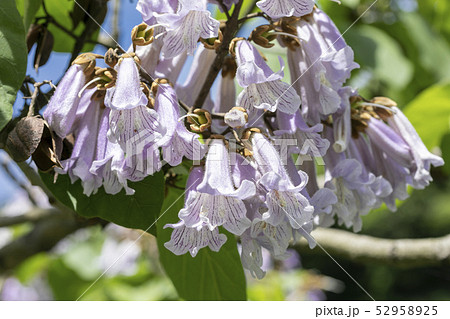 桐の花 桐 花の写真素材 - PIXTA