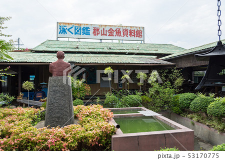 郡山金魚資料館の写真素材