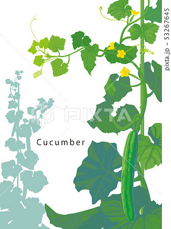 栽培のイラスト素材