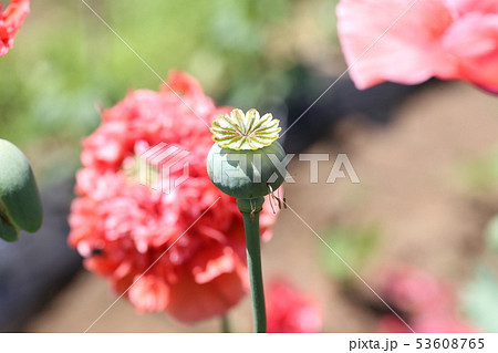 大麻草の写真素材