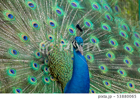 広げる 孔雀 きれい 鳥の写真素材