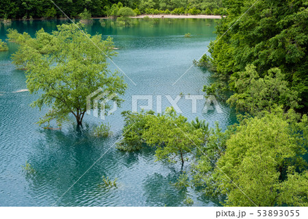 水中木の写真素材