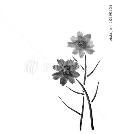 花 コスモス モノクロ 白黒のイラスト素材
