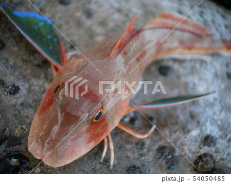 キミヨ 魚 海水魚の写真素材 キミヨ 魚 海水魚の写真素材