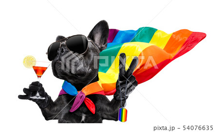 わんこ 犬 ゲイ 同性愛の写真素材