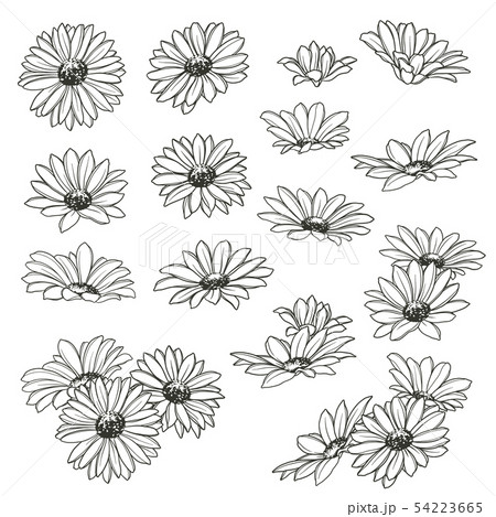 マーガレット 花 壁紙 模様の写真素材
