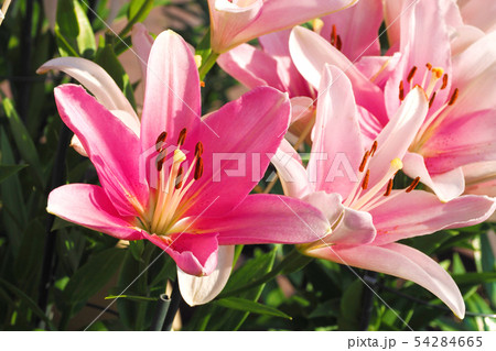 百合の花の写真素材