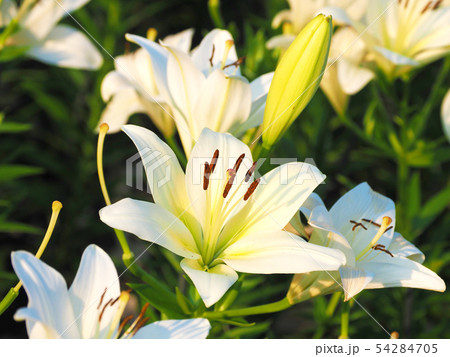 ユリの花粉の写真素材