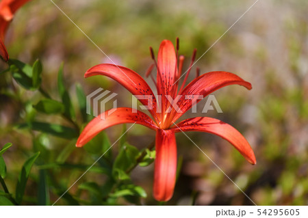 ひめゆり 花の写真素材