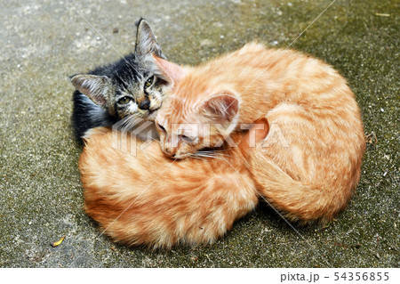 押し競饅頭の写真素材 - PIXTA