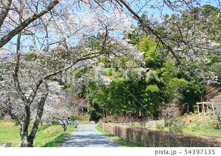 桜 中尊寺 春 世界遺産の写真素材