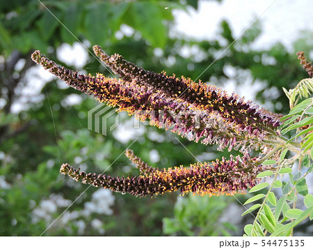 双子葉植物離弁花類の写真素材