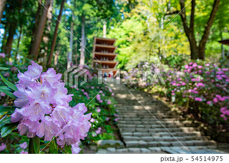 石楠花の写真素材 - PIXTA