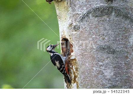 赤啄木鳥の写真素材