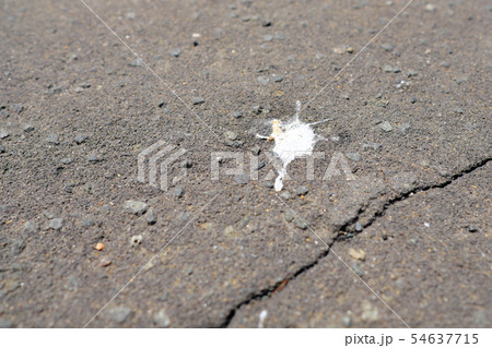 鳥 鳩 アスファルト コンクリートの写真素材
