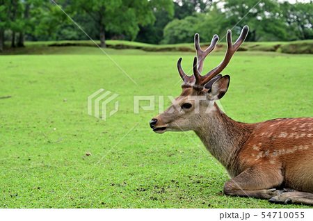 座る 鹿 雄 鹿の横顔の写真素材