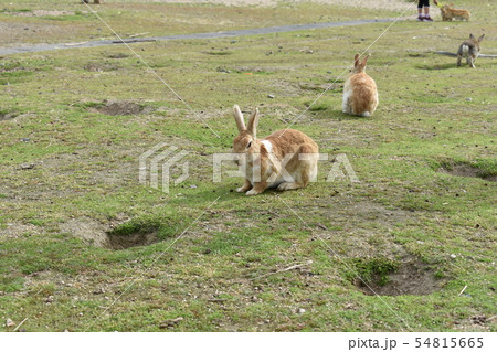 巣穴 うさぎ 穴 年賀状の写真素材