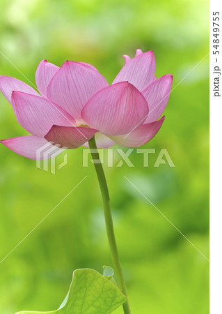 トップスohga Flowerレディース-www.hittvape.com