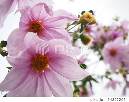 コスモスに似た花の写真素材
