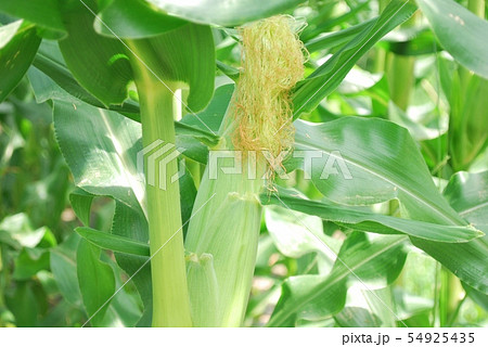 めしべ トウモロコシ 緑 ひげの写真素材