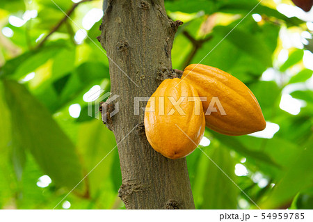 カカオの木の写真素材