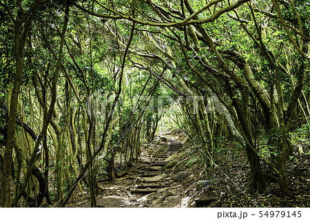 トトロの森的の写真素材 Pixta