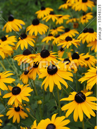 ルドベキア ヒルタの写真素材