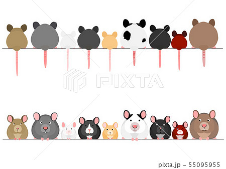 ファンシーラットの写真素材