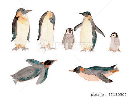 ペンギン 子供 動物 鳥類のイラスト素材