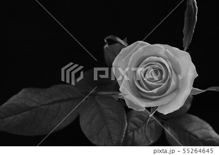 薔薇 モノクロ 一輪 白黒の写真素材