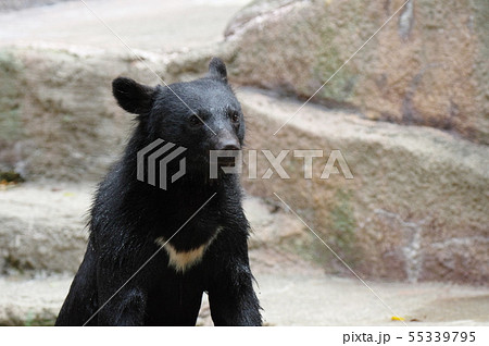 ツキノワグマの写真素材