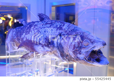 シーラカンス 古代魚 深海魚 深海魚水族館の写真素材