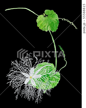 烏瓜 水彩画のイラスト素材 - PIXTA