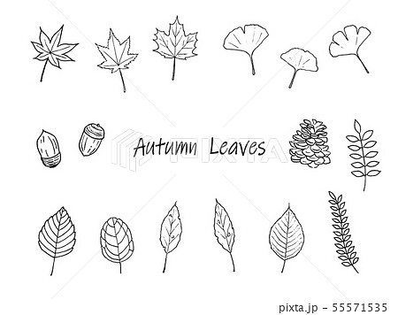 落ち葉 枯れ葉 単色 手書きのイラスト素材