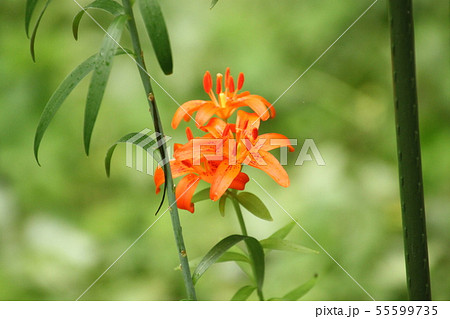 百合の花の写真素材