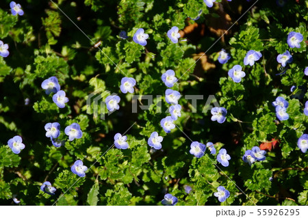 花 蕾 オオイヌノフグリ 星の瞳の写真素材