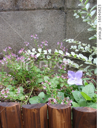 クフェアの花 花壇の写真素材