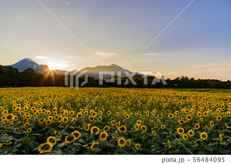 岩手県 矢巾 ひまわり畑 ひまわりの写真素材