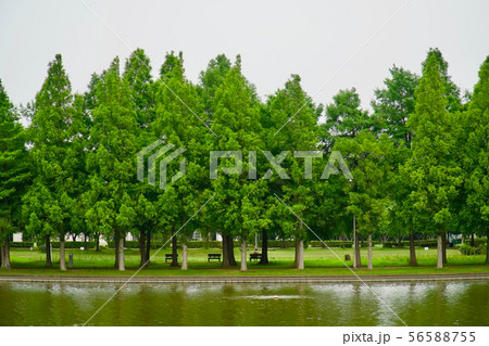 ベンチに座る後ろ姿の写真素材