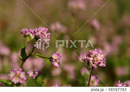 花 植物 山野草 水蕎麦の写真素材