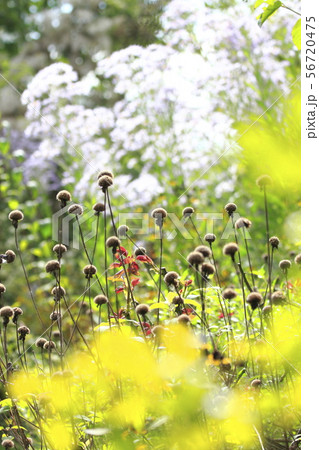 花 アザミ 花畑 植物の写真素材 Pixta