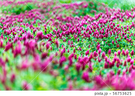 ストロベリートーチの写真素材