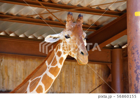 秋吉台サファリランド キリンの写真素材