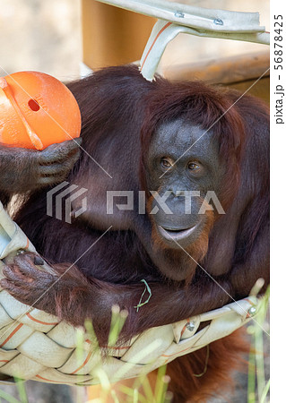 オランウータンの赤ちゃんの写真素材