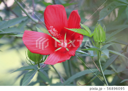 アメリカフヨウ 花 背の高い植物 クサフヨウの写真素材