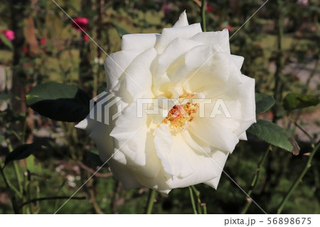 バラ 薔薇 花 パスカリの写真素材