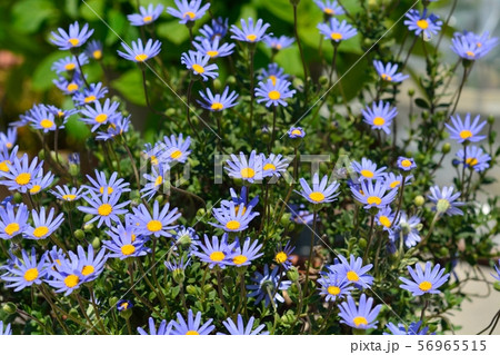 フェリシア 花の写真素材