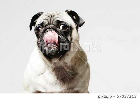 ブサ犬の写真素材