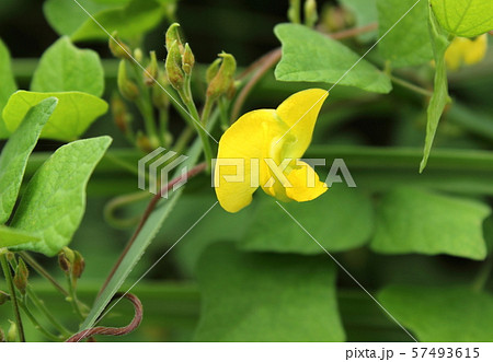 アズキの花の写真素材